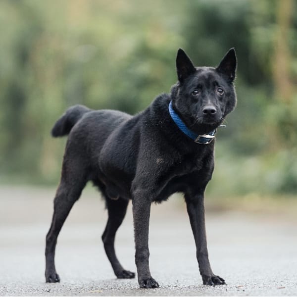 【待認養】混種犬 狗 (男生) - 新北市中和區公立動物之家