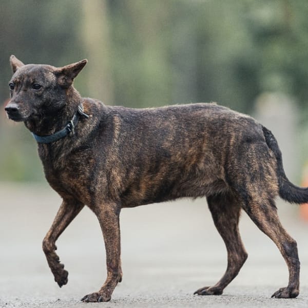 【待認養】混種犬 狗 (女生) - 新北市中和區公立動物之家