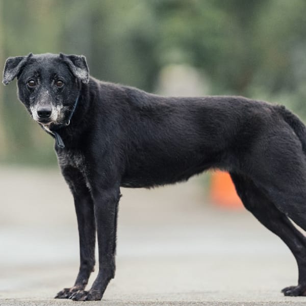 【待認養】混種犬 狗 (女生) - 新北市中和區公立動物之家