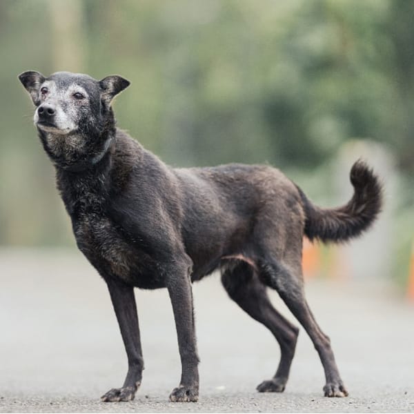 【待認養】混種犬 狗 (女生) - 新北市中和區公立動物之家