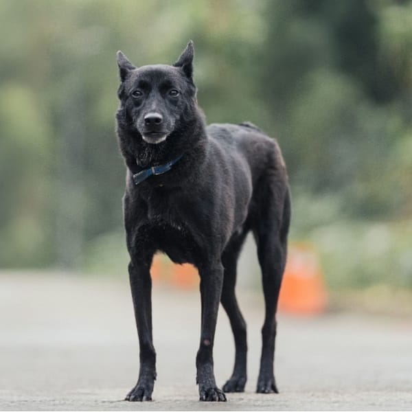 【待認養】混種犬 狗 (男生) - 新北市中和區公立動物之家
