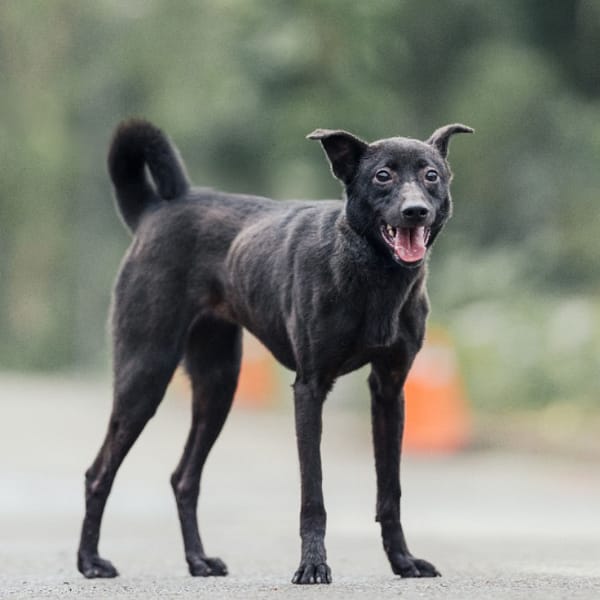 【待認養】混種犬 狗 (女生) - 新北市中和區公立動物之家