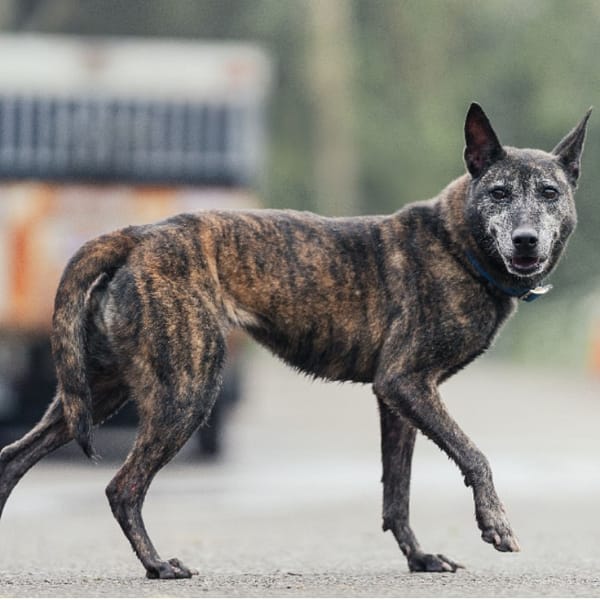 【待認養】混種犬 狗 (女生) - 新北市中和區公立動物之家