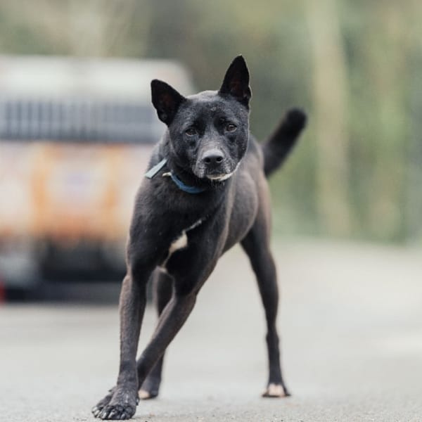 【待認養】混種犬 狗 (女生) - 新北市中和區公立動物之家