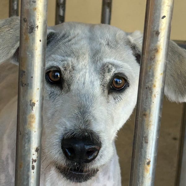 【待認養】混種犬 狗 (男生) - 澎湖縣流浪動物收容中心