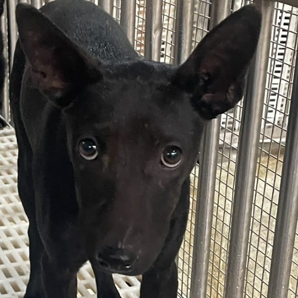 【待認養】混種犬 狗 (男生) - 澎湖縣流浪動物收容中心