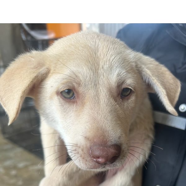 【待認養】混種犬 狗 (男生) - 澎湖縣流浪動物收容中心
