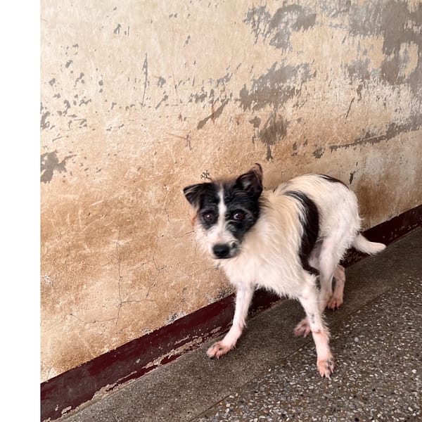 【待認養】混種犬 狗 (男生) - 苗栗縣動物保護教育園區