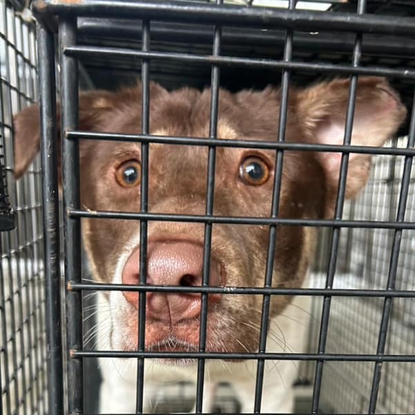 【待認養】混種犬 狗 (男生) - 澎湖縣流浪動物收容中心