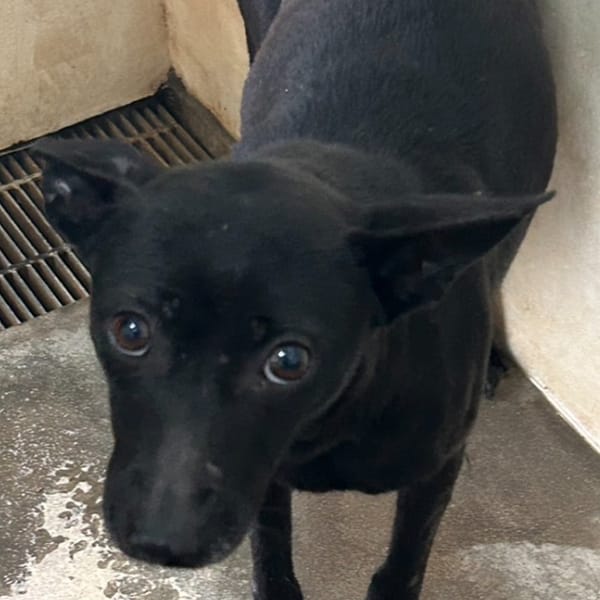 【待認養】混種犬 狗 (女生) - 澎湖縣流浪動物收容中心