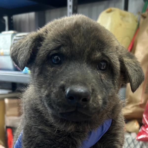 【待認養】混種犬 狗 (男生) - 澎湖縣流浪動物收容中心