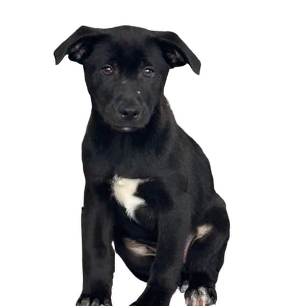 【待認養】混種犬 狗 (女生) - 澎湖縣流浪動物收容中心