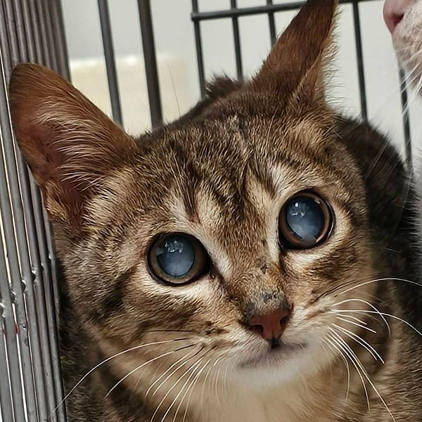 【待認養】混種貓 貓 (男生) - 澎湖縣流浪動物收容中心