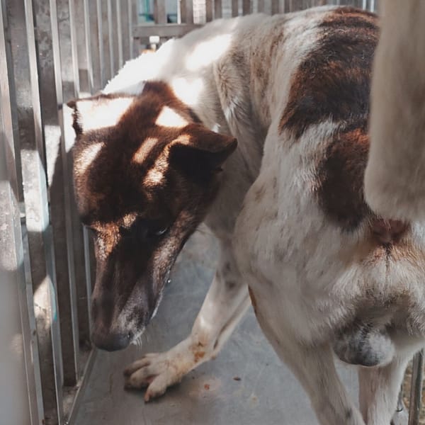 【待認養】混種犬 狗 (男生) - 臺南市動物之家善化站