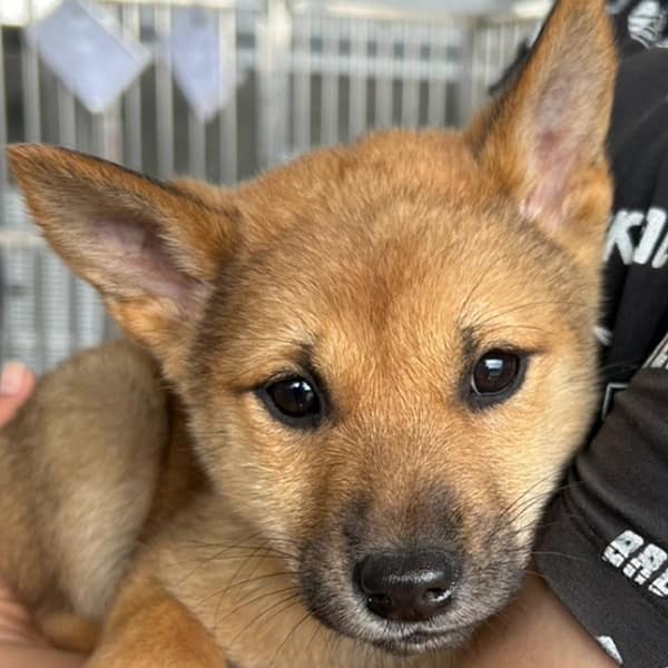 【待認養】混種犬 狗 (女生) - 澎湖縣流浪動物收容中心