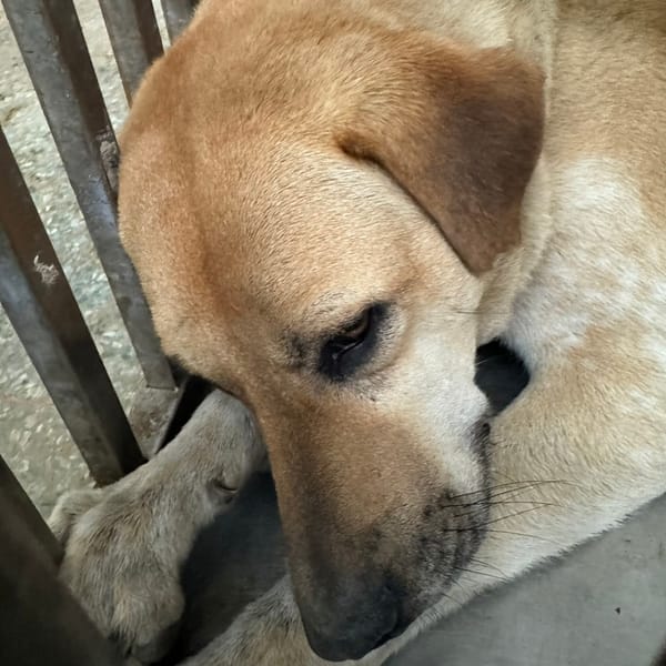 【待認養】混種犬 狗 (男生) - 臺南市動物之家善化站