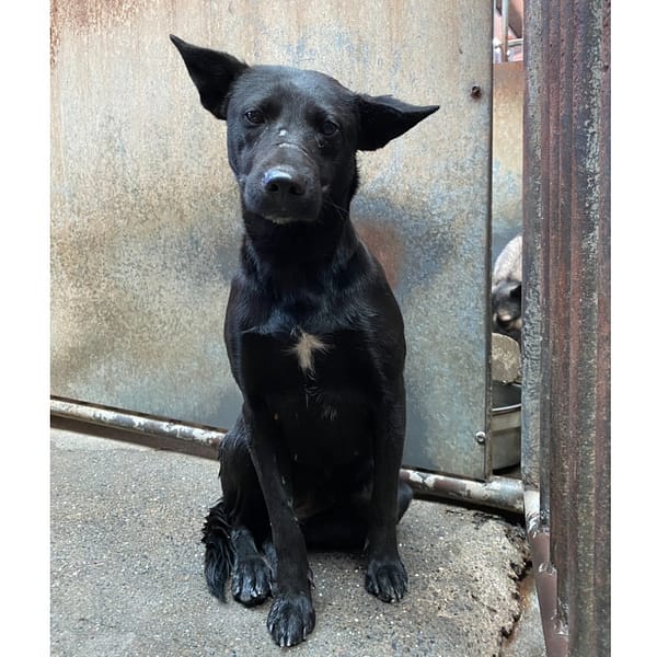 【待認養】混種犬 狗 (女生) - 彰化縣流浪狗中途之家