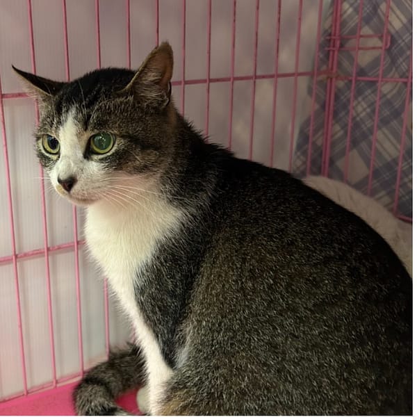 【待認養】混種貓 貓 (女生) - 臺北市動物之家