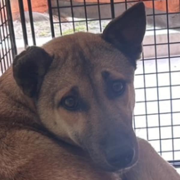 【待認養】混種犬 狗 (女生) - 澎湖縣流浪動物收容中心