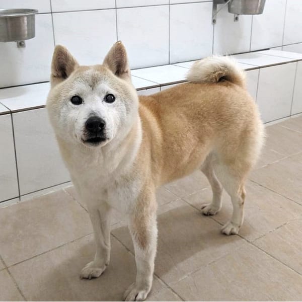 【待認養】柴犬 狗 (男生) - 新竹縣動物保護教育園區