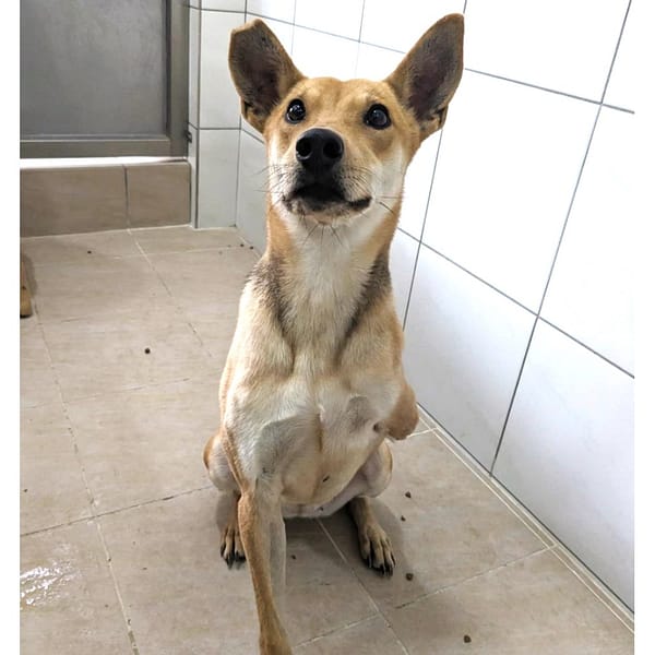 【待認養】混種犬 狗 (女生) - 新竹縣動物保護教育園區