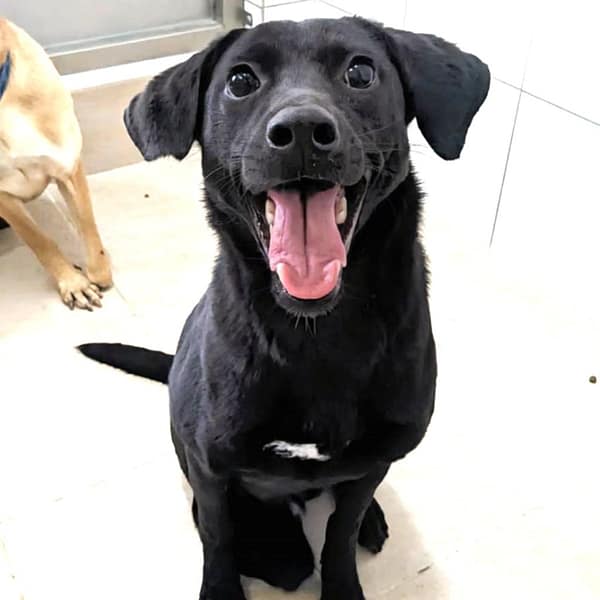 【待認養】混種犬 狗 (女生) - 新竹縣動物保護教育園區