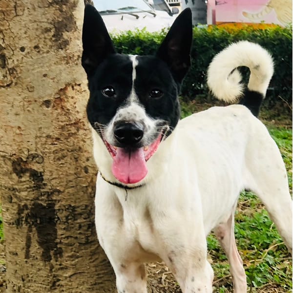 【待認養】混種犬 狗 (男生) - 新北市板橋區公立動物之家