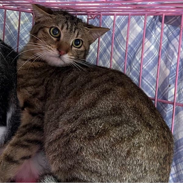 【待認養】混種貓 貓 (女生) - 臺北市動物之家