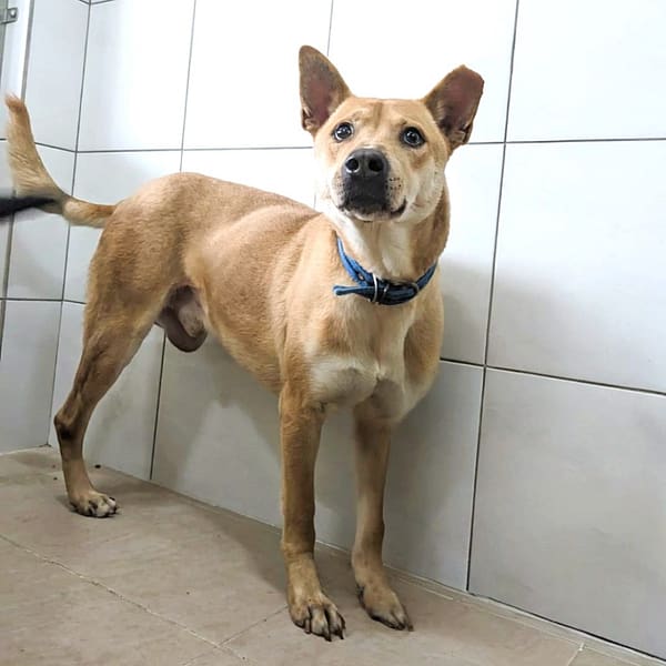 【待認養】混種犬 狗 (男生) - 新竹縣動物保護教育園區