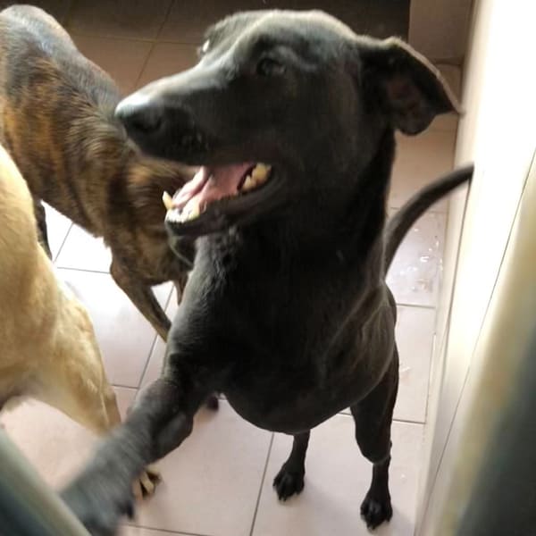 【待認養】混種犬 狗 (男生) - 臺南市動物之家灣裡站