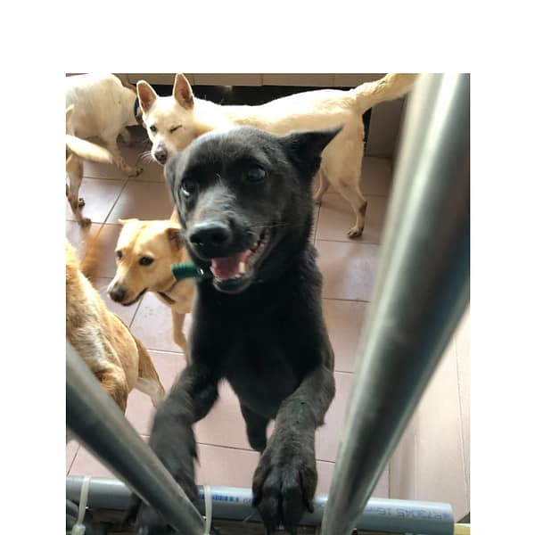 【待認養】混種犬 狗 (女生) - 臺南市動物之家灣裡站