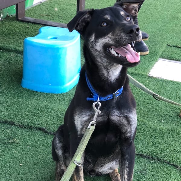 【待認養】混種犬 狗 (男生) - 臺南市動物之家灣裡站