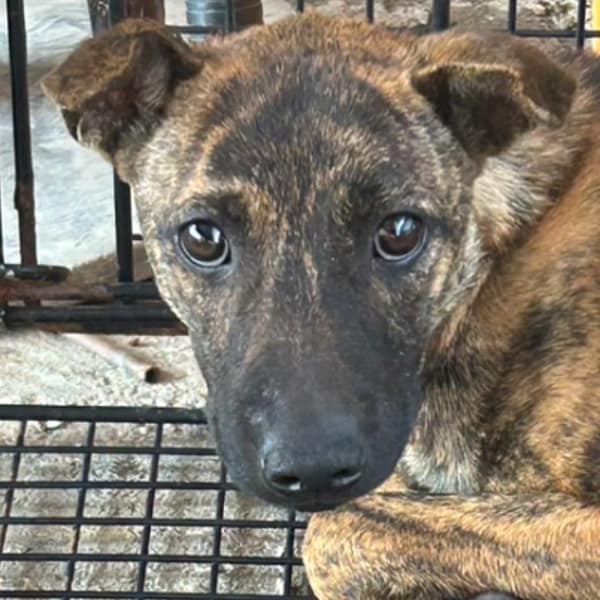 【待認養】混種犬 狗 (男生) - 澎湖縣流浪動物收容中心