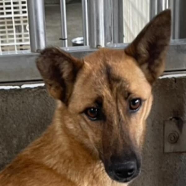 【待認養】混種犬 狗 (女生) - 澎湖縣流浪動物收容中心