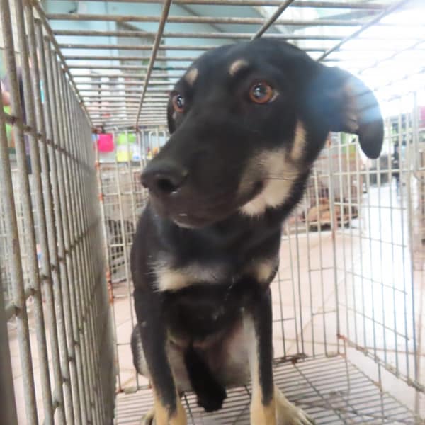 【待認養】混種犬 狗 (女生) - 臺南市動物之家灣裡站