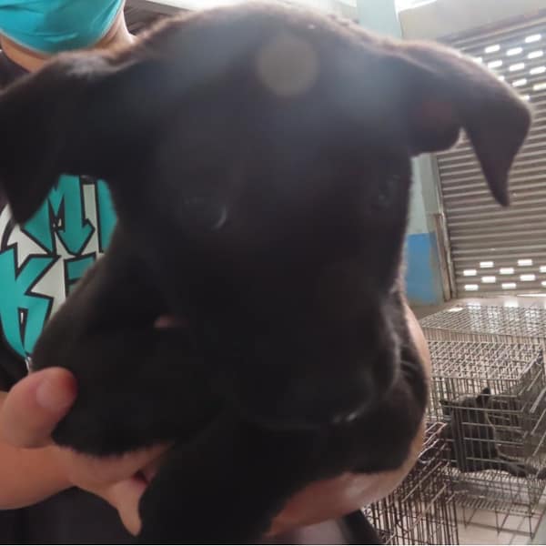 【待認養】混種犬 狗 (女生) - 臺南市動物之家灣裡站