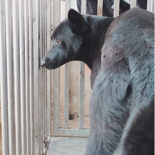 【待認養】混種犬 狗 (男生) - 臺南市動物之家善化站