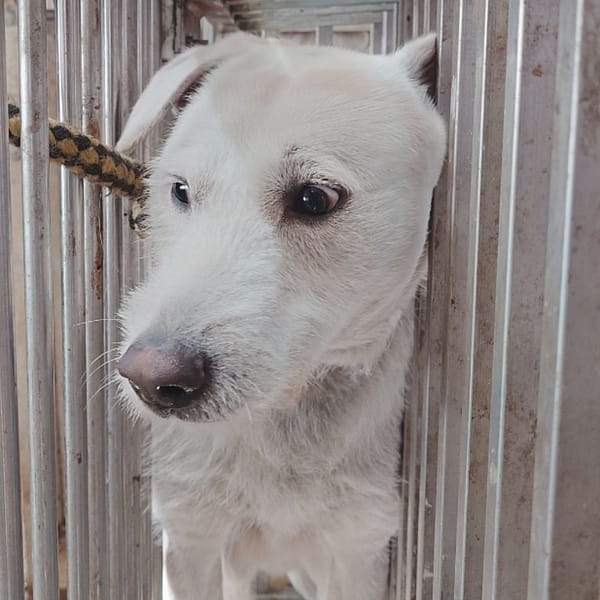 【待認養】混種犬 狗 (男生) - 臺南市動物之家善化站