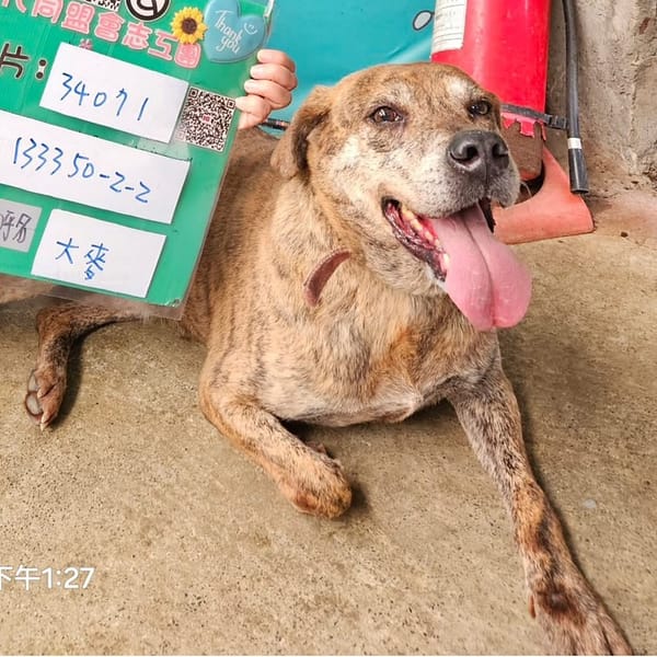 【待認養】混種犬 狗 (男生) - 新北市新店區公立動物之家