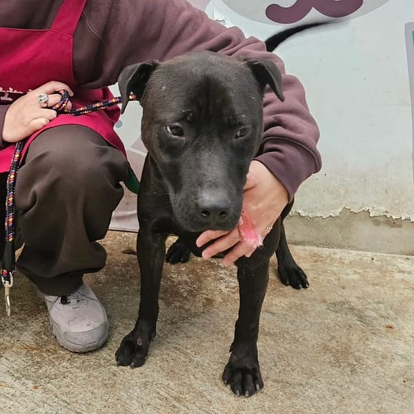 【待認養】混種犬 狗 (男生) - 新北市新店區公立動物之家