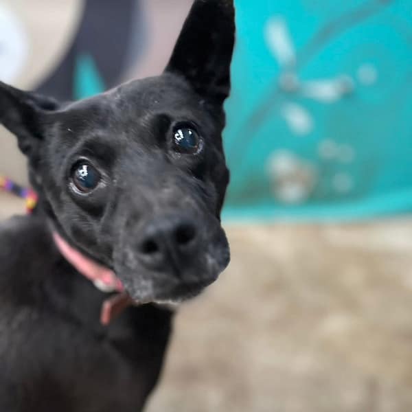 【待認養】混種犬 狗 (女生) - 新北市新店區公立動物之家