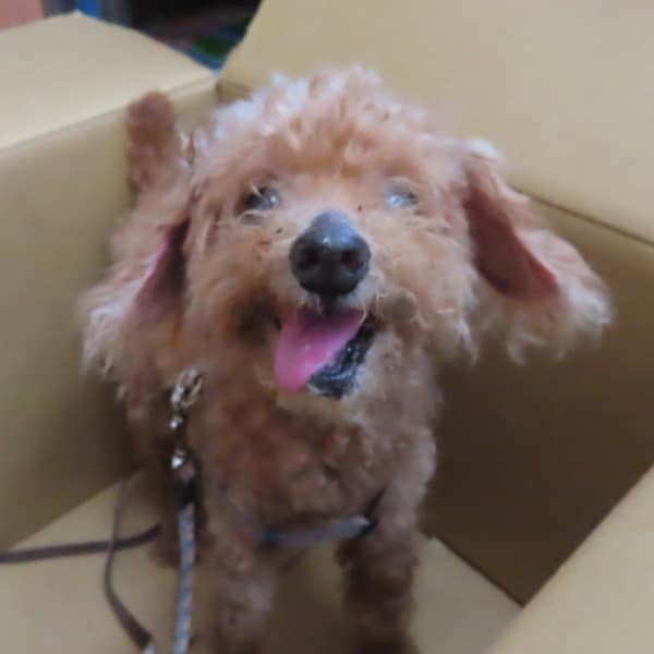 【待認養】貴賓犬 狗 (男生) - 臺南市動物之家灣裡站