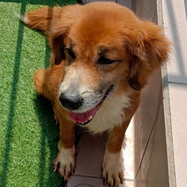 【待認養】混種犬 狗 (男生) - 臺南市動物之家灣裡站