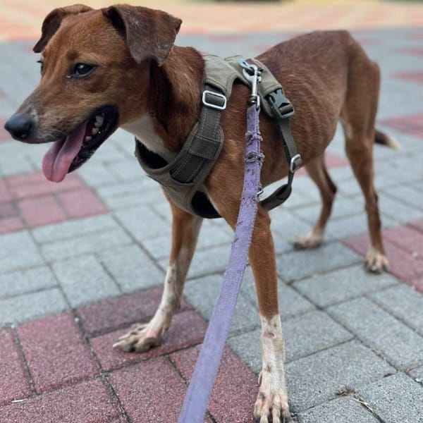 【待認養】混種犬 狗 (女生) - 臺南市動物之家灣裡站