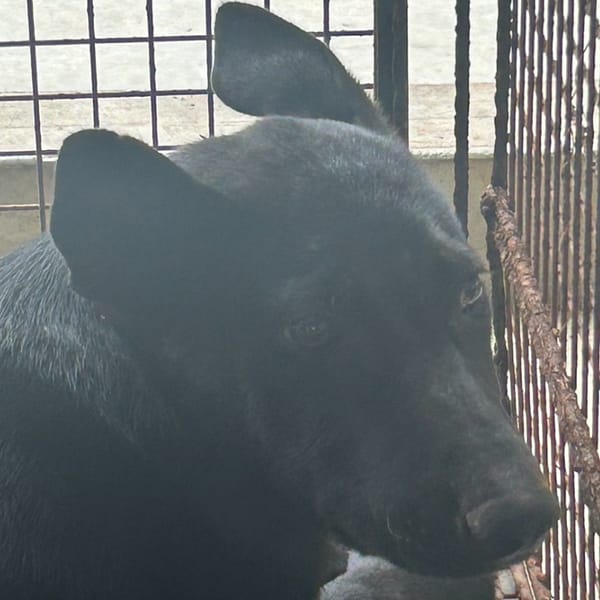 【待認養】混種犬 狗 (男生) - 澎湖縣流浪動物收容中心