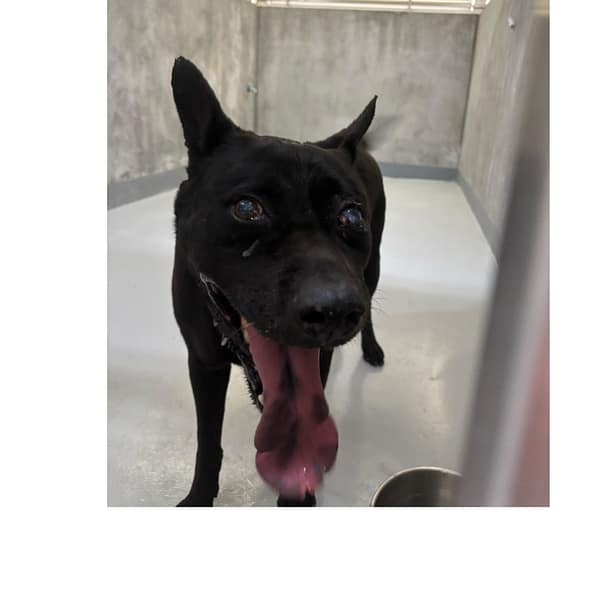 【待認養】混種犬 狗 (男生) - 基隆市寵物銀行