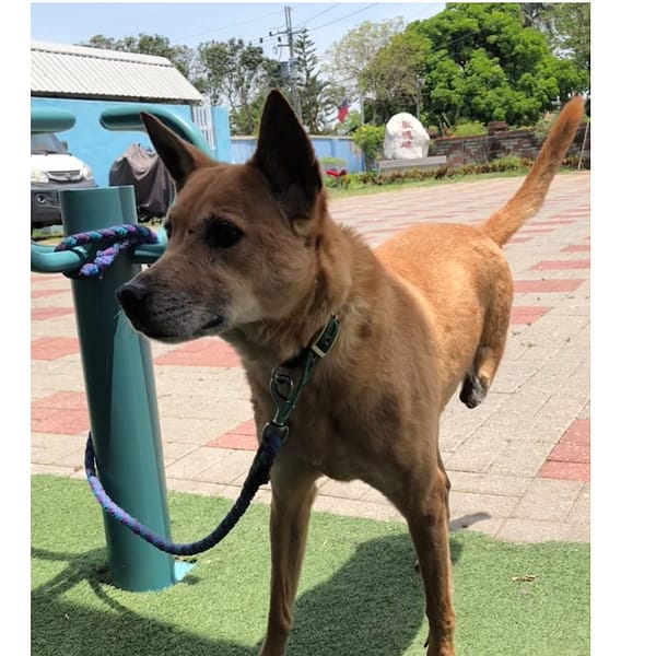 【待認養】混種犬 狗 (女生) - 臺南市動物之家灣裡站