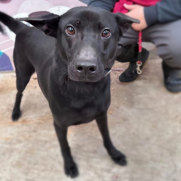 【待認養】混種犬 狗 (男生) - 新北市新店區公立動物之家