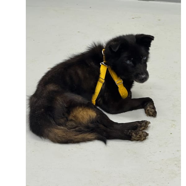 【待認養】混種犬 狗 (男生) - 基隆市寵物銀行