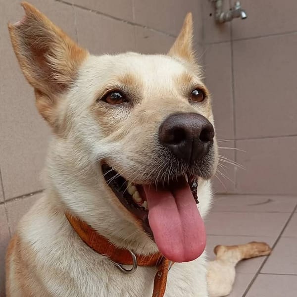 【待認養】混種犬 狗 (女生) - 臺南市動物之家灣裡站